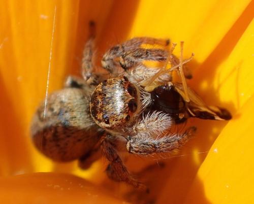 Carrhotus xanthogramma